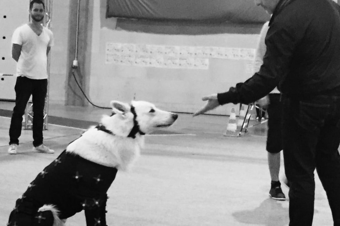 chien animé jouet