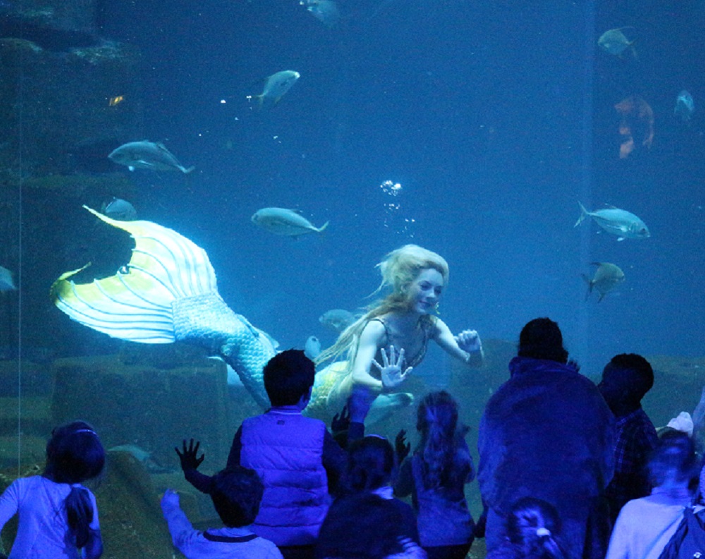 PORTRAIT. Elle invente son métier et devient sirène à l'Aquarium