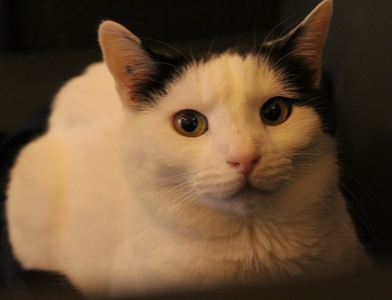 Les bars à chats, un phénomène en expansion en France