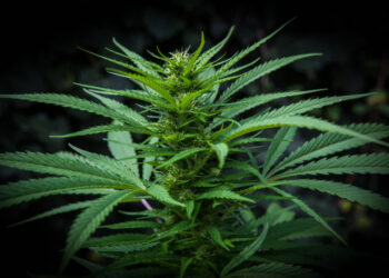 Légalisation du cannabis à usage récréatif : les clés pour comprendre le débat